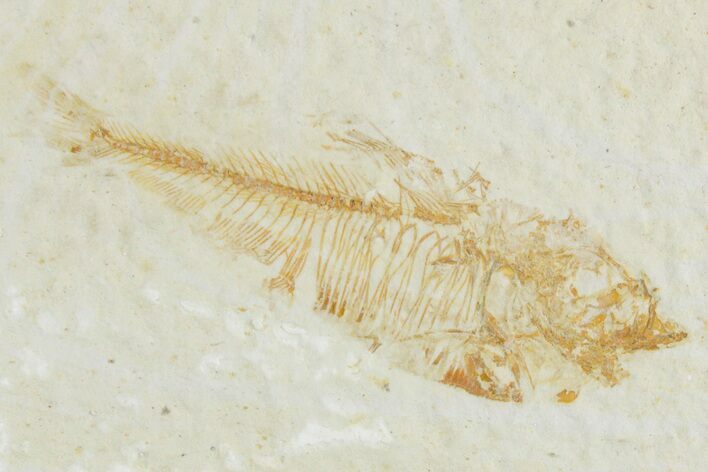 Juvenile Fossil Fish (Diplomystus) - Wyoming #357662